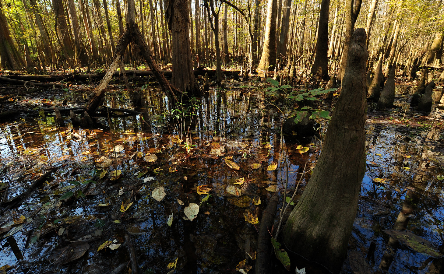 South Carolina [14 mm, 1/100 sec at f / 8.0, ISO 400]